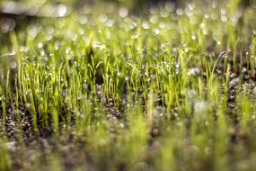 Grass Sun Rosa In The