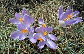 Flower Krokus Nature