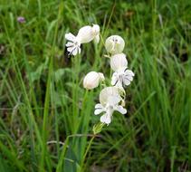 white delightful flowers in the grass