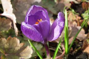 Nature Flower Krokus