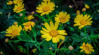 Daisies Nature Flower