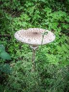 Mushrooms Nature Parasol macro
