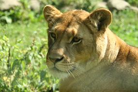 Barbarian lion on the grass