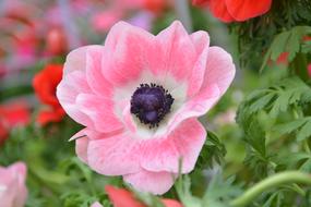 Flower Plant Pink