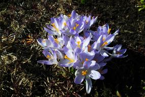 Nature Flower Crocus