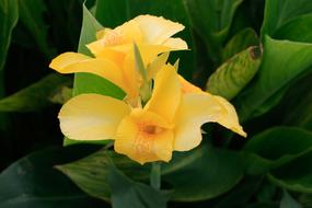 Plant Nature Flower