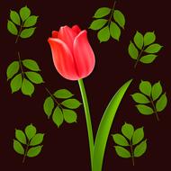 flowers tulip flower background