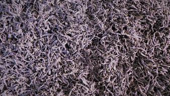 Tea dry Making