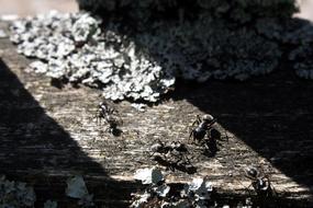 Ants Industrious Nature