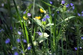 Grass Flowers Green