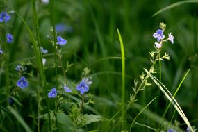 Grass Flowers