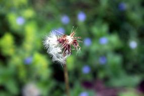 Dandelion Detail Nature