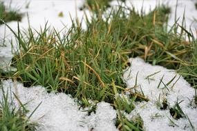 Grass Nature Outdoors