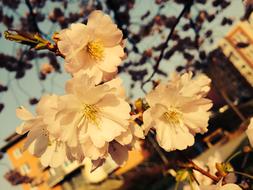 Flowers A Blossoming Tree