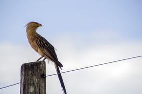 bird on a wooden bar