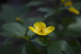 Plants Nature Flowers