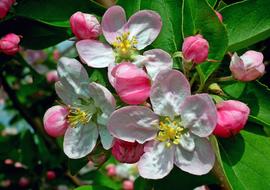 Flower Apple Nature