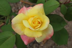 Flower Spring Yellow
