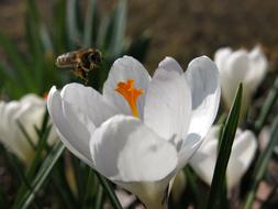 white flower with a bee