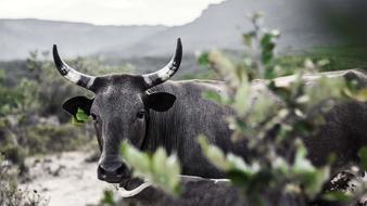 Nature Animal Bull