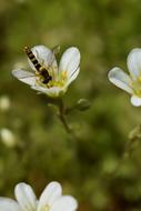 Hoverfly Flower White