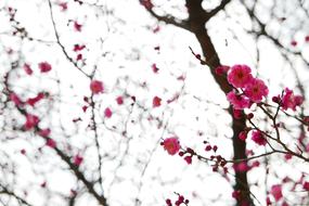 sakura on the branches in the tree