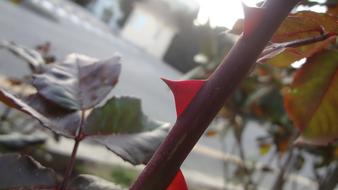 Nature Leaf Outdoors