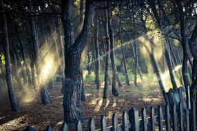 Wood Nature Tree