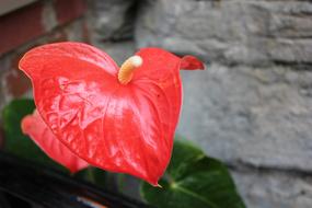 red homemade flower in a pot