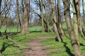 Tree Wood Nature
