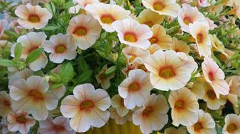 Flowers Plants Nature