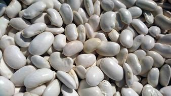 white Beans Health