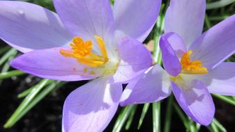 Crocus Nature Flower