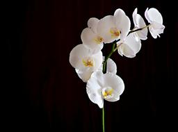 Flower Orchid Room