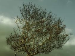 Autumn Tree Branch
