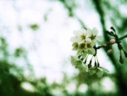 Nature Plants Flowers