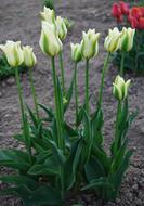 Flower Nature Tulip