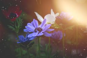 Anemone Crown Blue