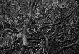 Tree Wood Background