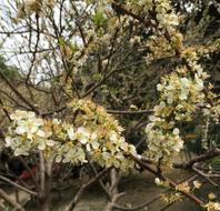 Flower Tree Branch