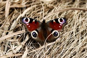 butterfly eyes brown
