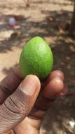 green fruit in hand