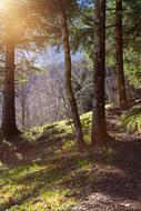 Landscape Nature Away Forest