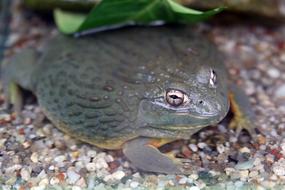 Nature Amphibians Animal