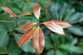 Leaf Nature Plants