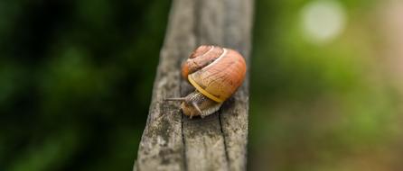 Snail