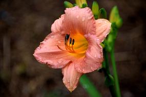 Day Lily Floral Flower