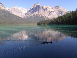 Lake Rocky Duck