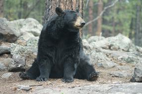 Nature Mammal Wildlife