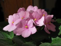 African Violets Saintpaulia Flower